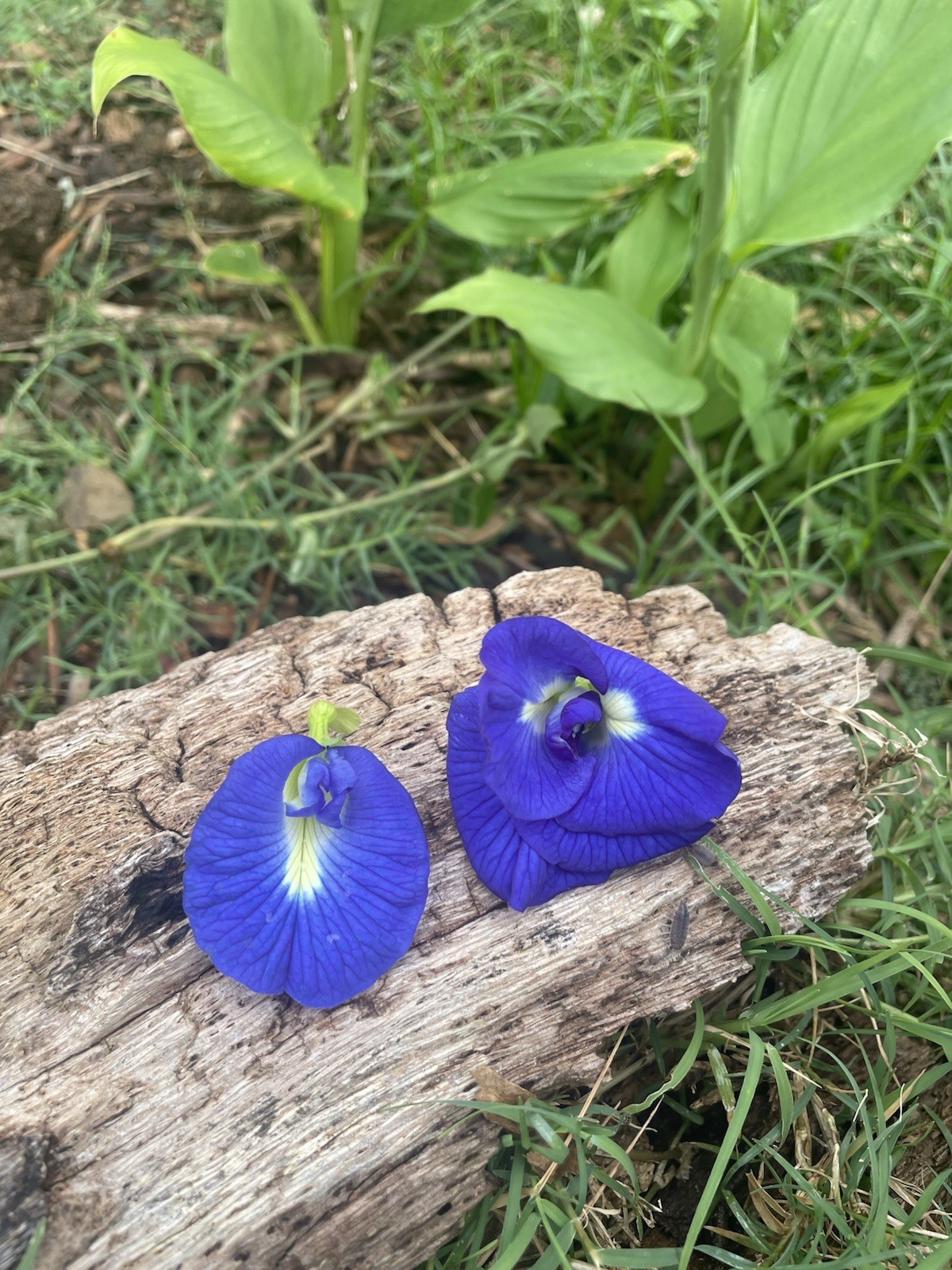Butterfly Pea blossom Flowering Edible Blue Climbing Perennial Flower Seeds