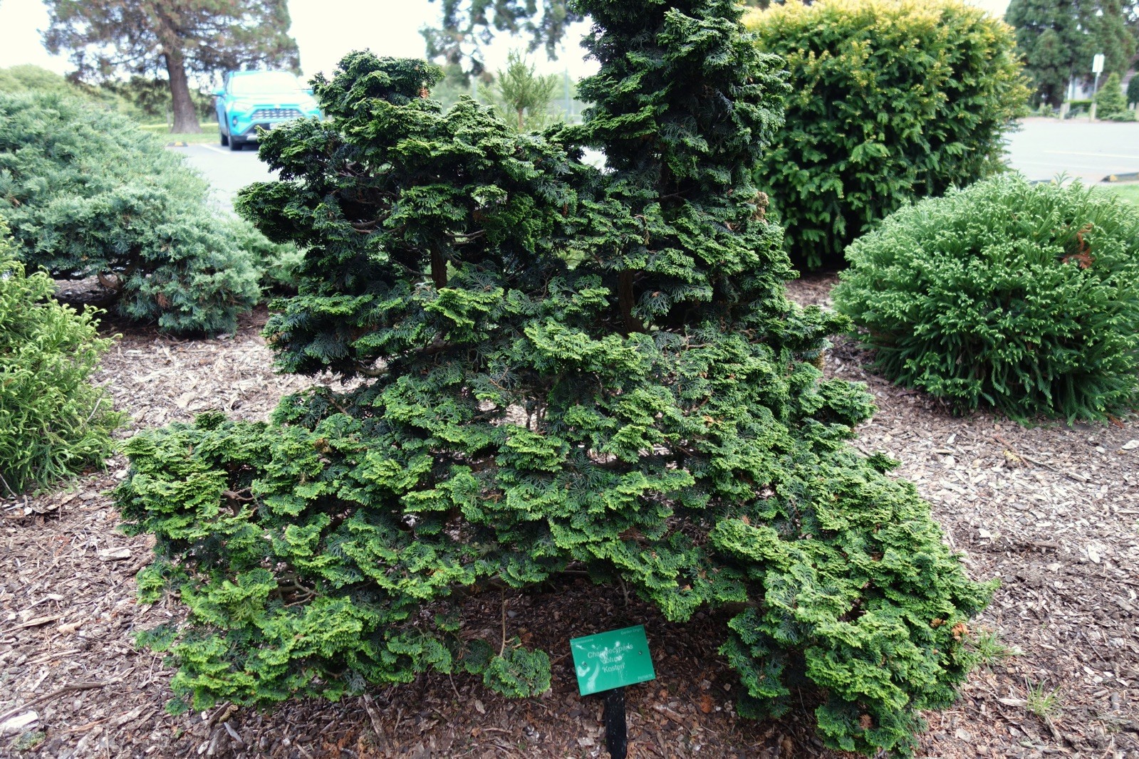 Chamaecyparis obtusa 500 Seeds – Hinoki Cypress