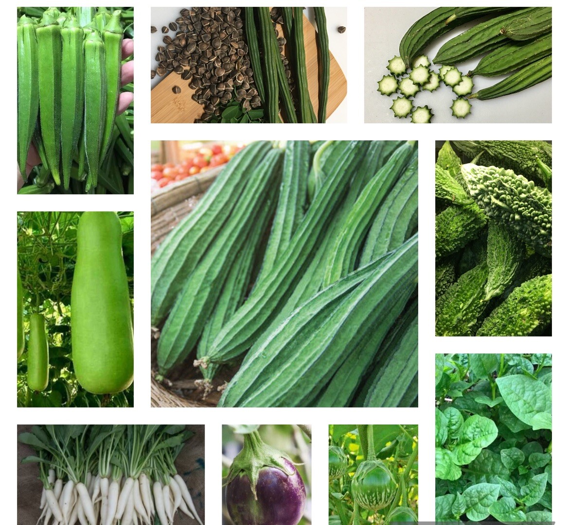 10 Variety ASIAN VEGETABLE SEEDS BUNDLE NON GMO HEIRLOOM US SELLER