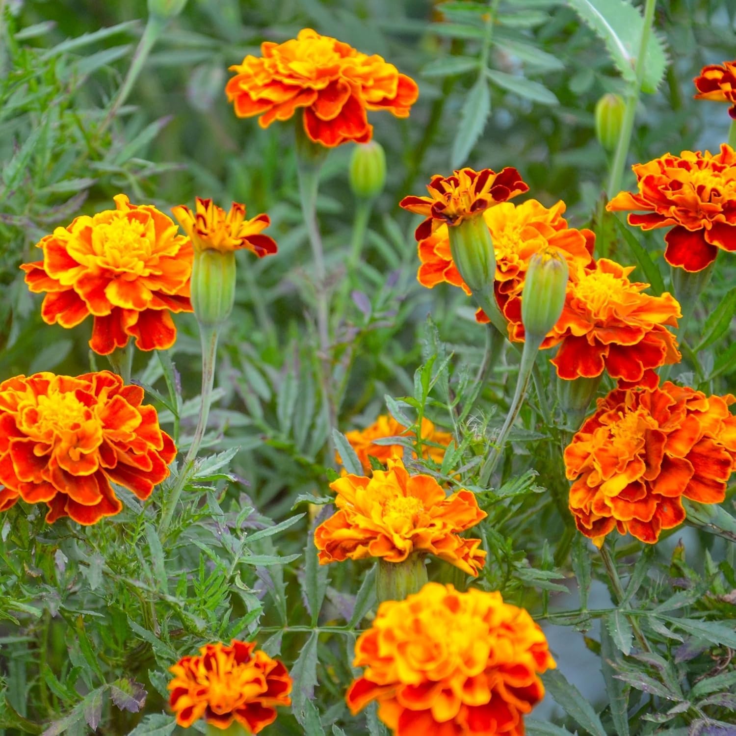 Beautiful Non-GMO Marigold Flower Seeds – Perfect for Outdoor Gardens, 200 pcs