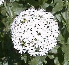 Lychnis chalcedonica White 1,000 seeds