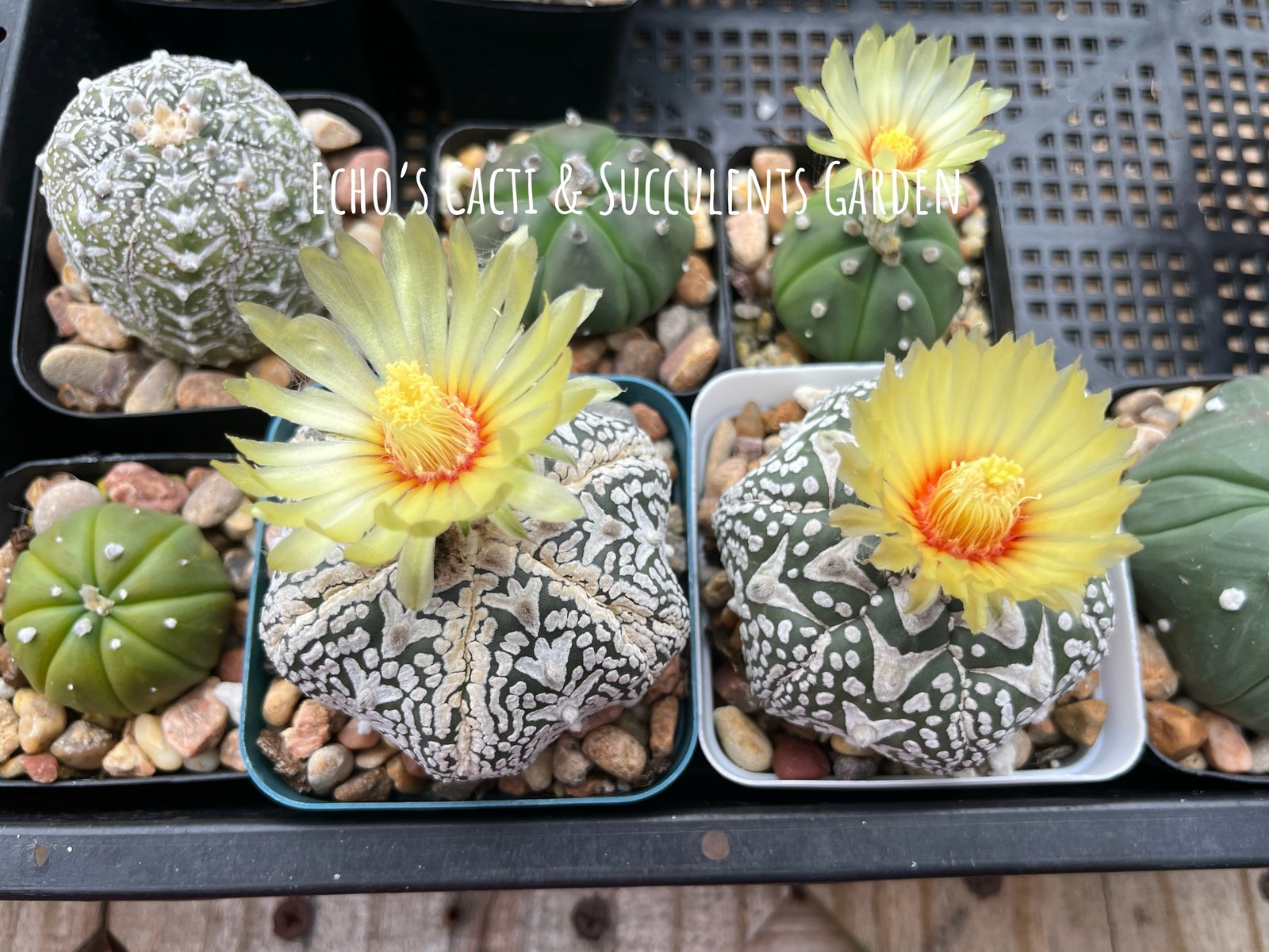 Seed- Astrophytum asterias cv. V-type Kabuto 25+ seeds (2026)