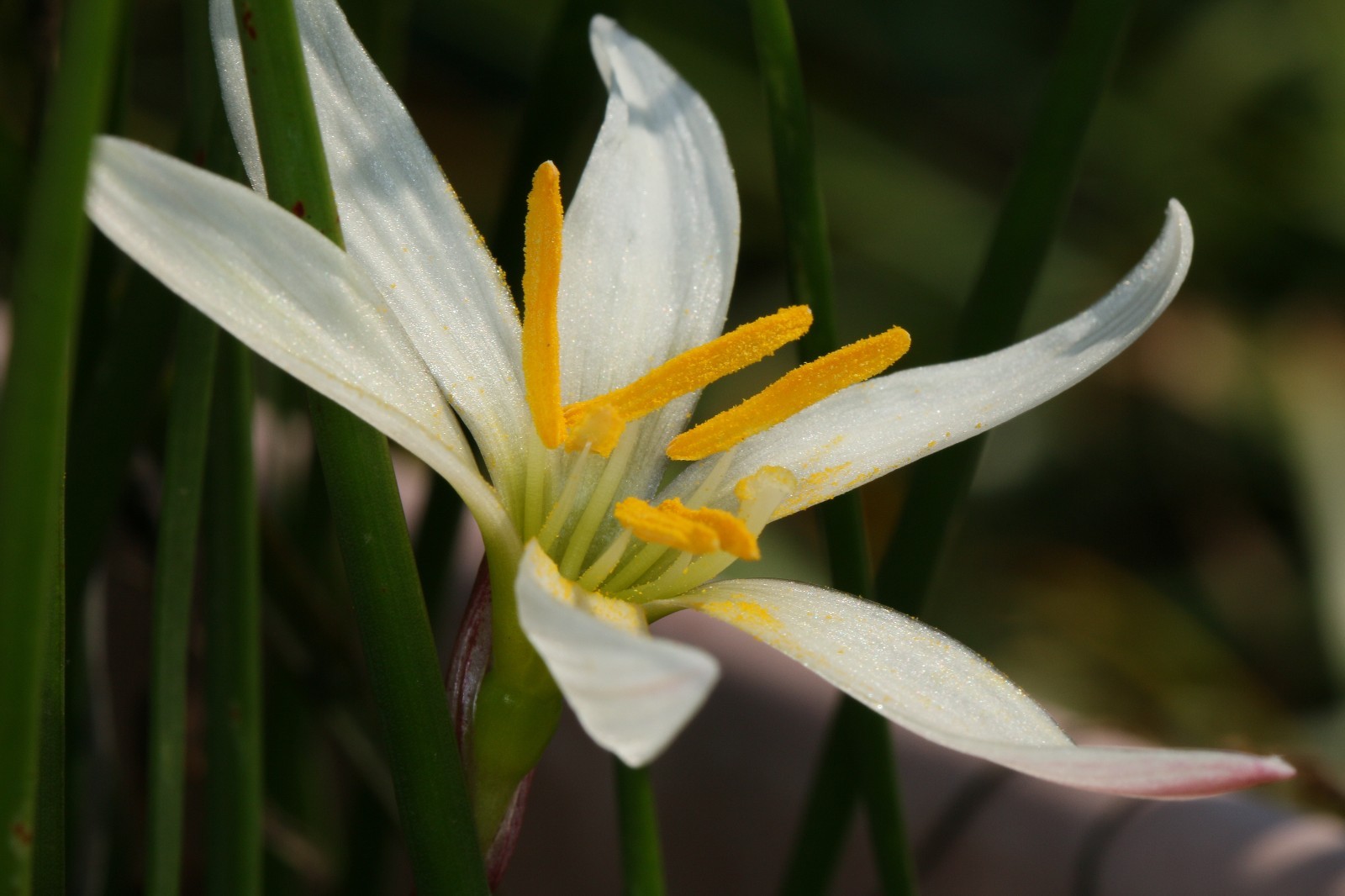 Rain Lily, Zephyranthes Bangkok White , 2 bulbs, NEW, habranthus