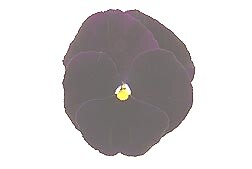Pansy Matrix Purple Clear 250 seeds