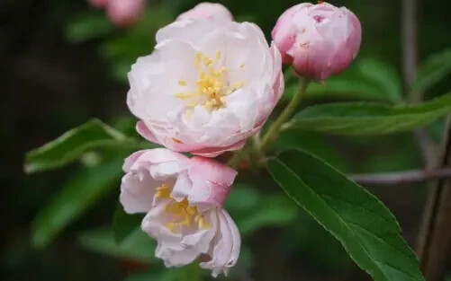 25+ Fimbriata Crabapple Seeds for Garden Planting – USA – FREE SHIPPING!