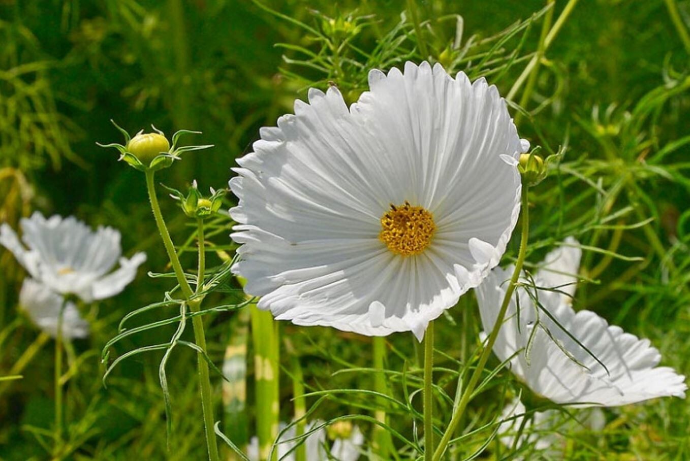 50+Seeds| Cupcake White Cosmos Seeds Seeds #L008