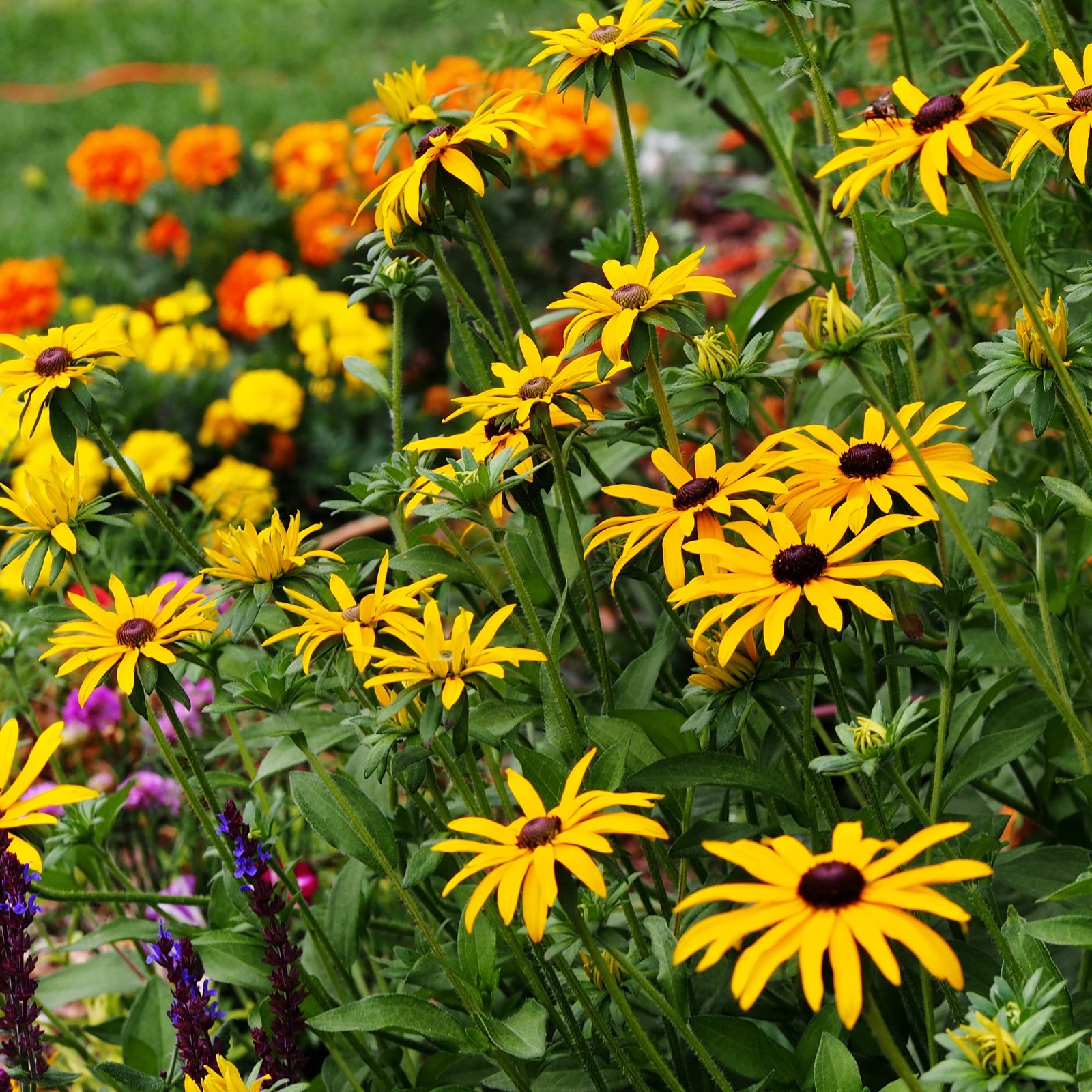 “Annual Wildflower Seed Mix – 1 lb, 16,000+ Seeds, 21 Varieties for Pollinators”