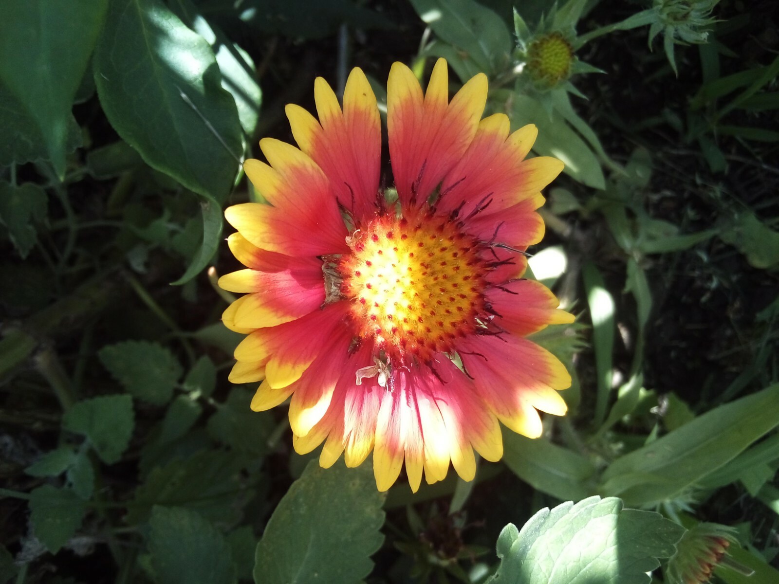30 SEEDS BLANKET FLOWER GAILLARDIA ARISTATA