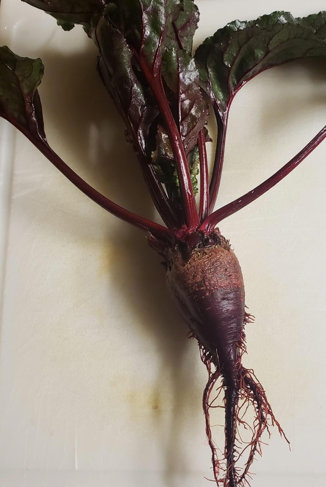 Bull’s Blood Beet Seeds | Heirloom | Organic