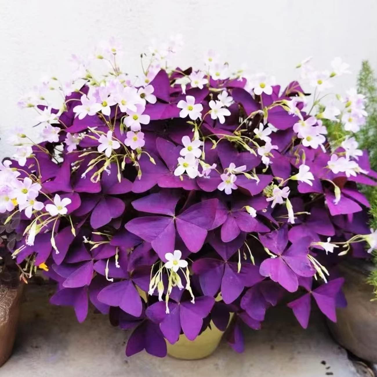 20Pcs Oxalis Bulbs for Planting Purple Shamrocks Bulbs Triangularis Lucky Lovely