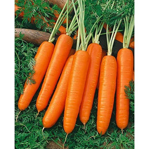 Non-GMO Scarlet Nantes Carrots – Fresh 1/2 Lb, Sweet & Crunchy Vegetables