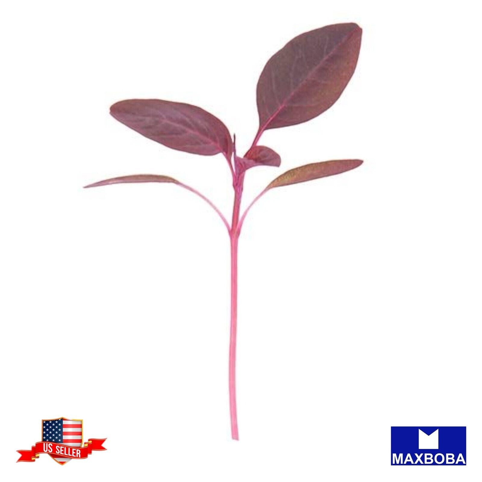 1200 Amaranth Red Seeds Garnet Microgreens Non-GMO Heirloom