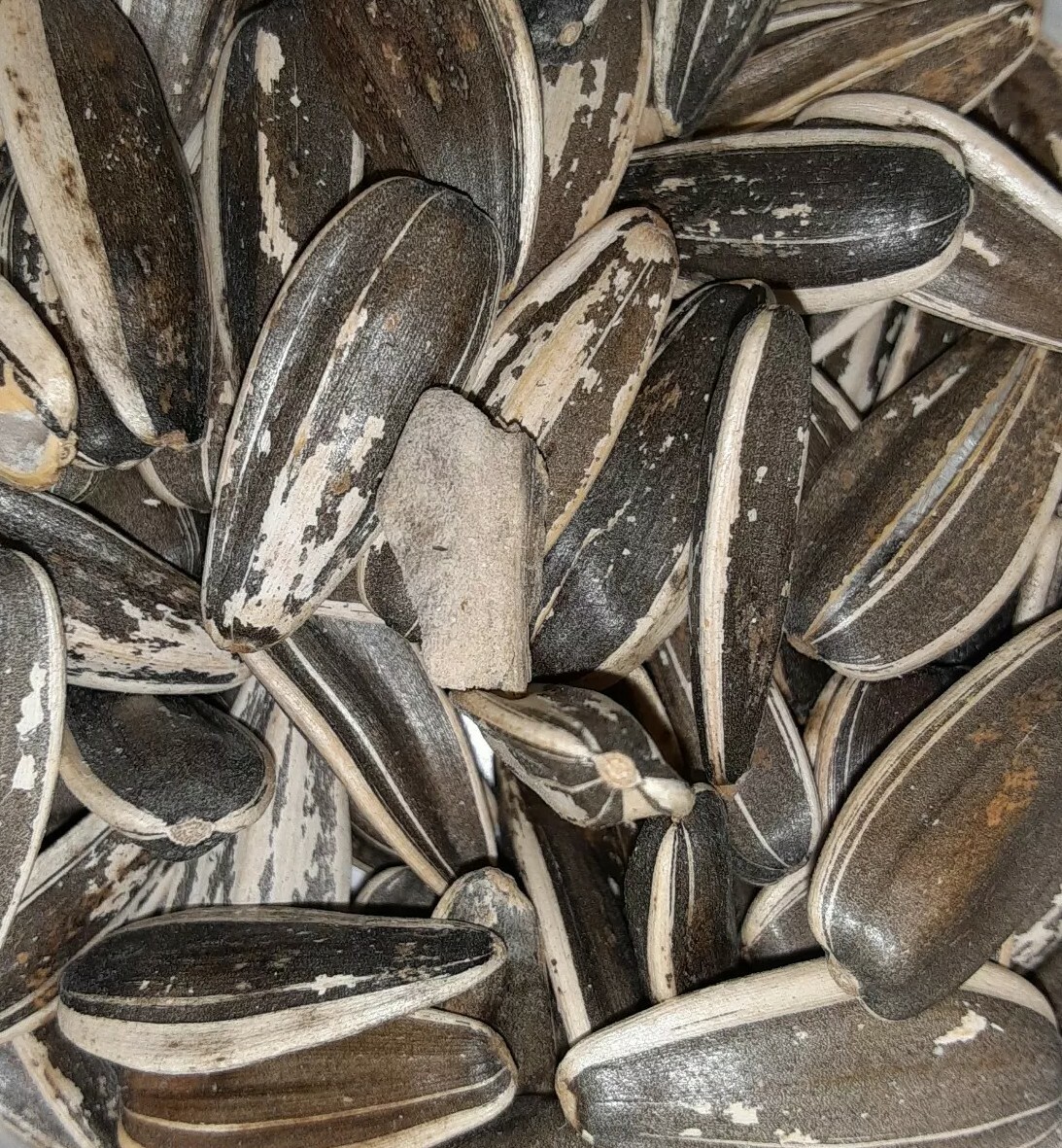 Striped sunflower seeds-10 Seeds Organic non-GMO