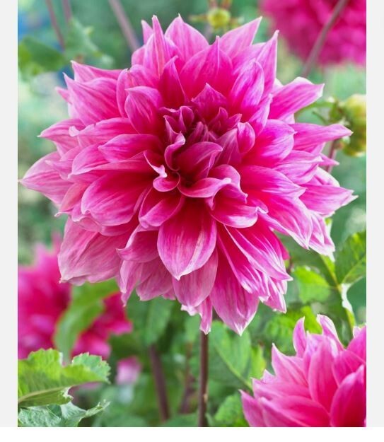 1 “Lucky Number” Pink Decorative Dahlia – #1 Bulb Tuber s – Large Size