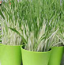 Hordeum Variegated Cat Grass 1,000 seeds
