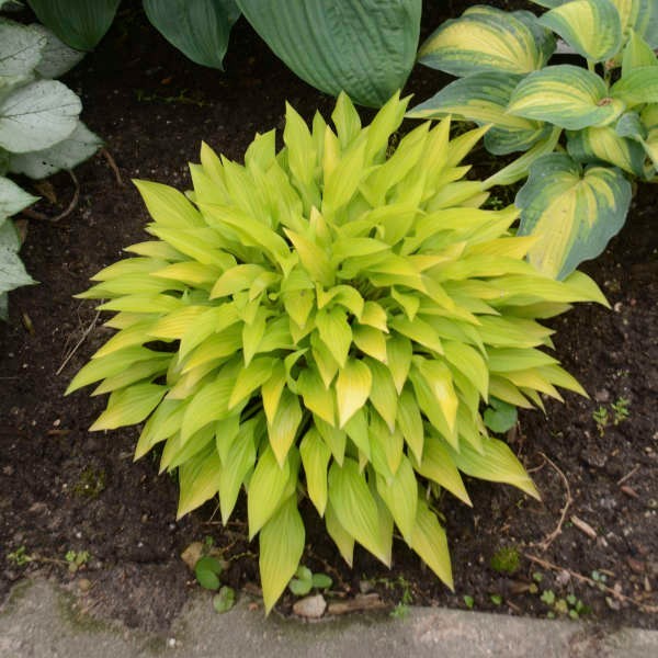 5 Plants – Hosta Munchkin Fire Starter Plants – Rare Miniature Hosta – Perennial