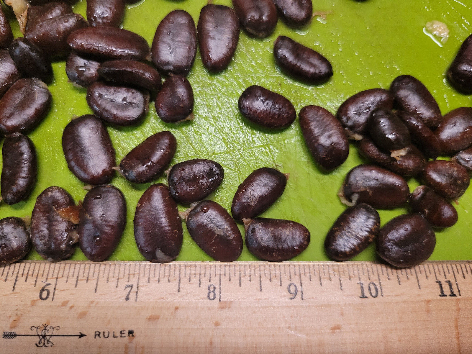 Paw Paw Seeds Asimina Triloba Organically Grown from Sept 2023 pawpaw tree seeds