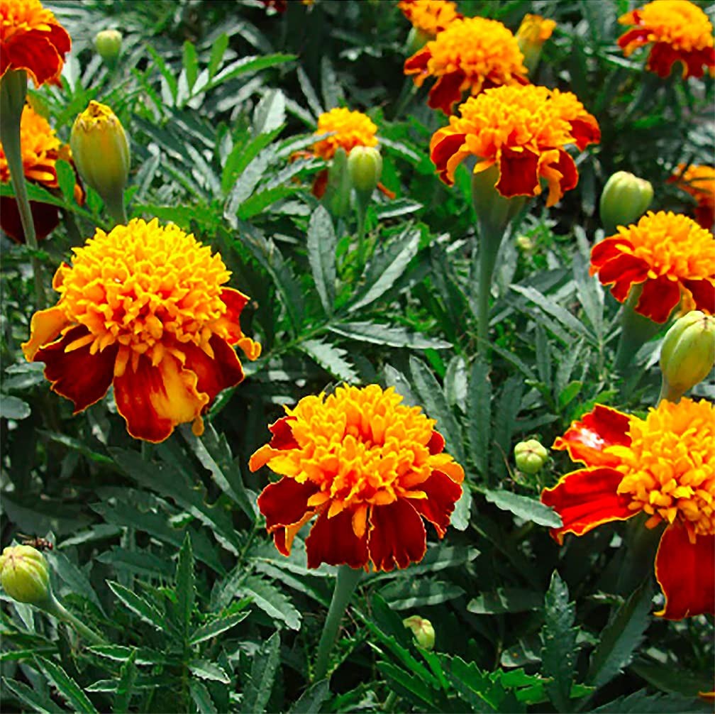 Dwarf Orange Flame Marigold Seeds – Good Addition to Vegetable Gardens –