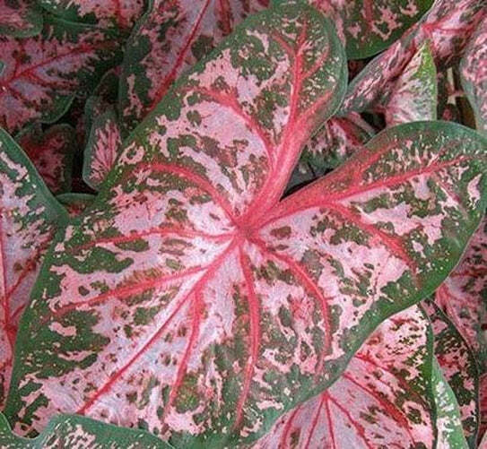 ‘Carolyn Wharton’ Caladium – Classic Elegance Unveiled (2 Bulbs)