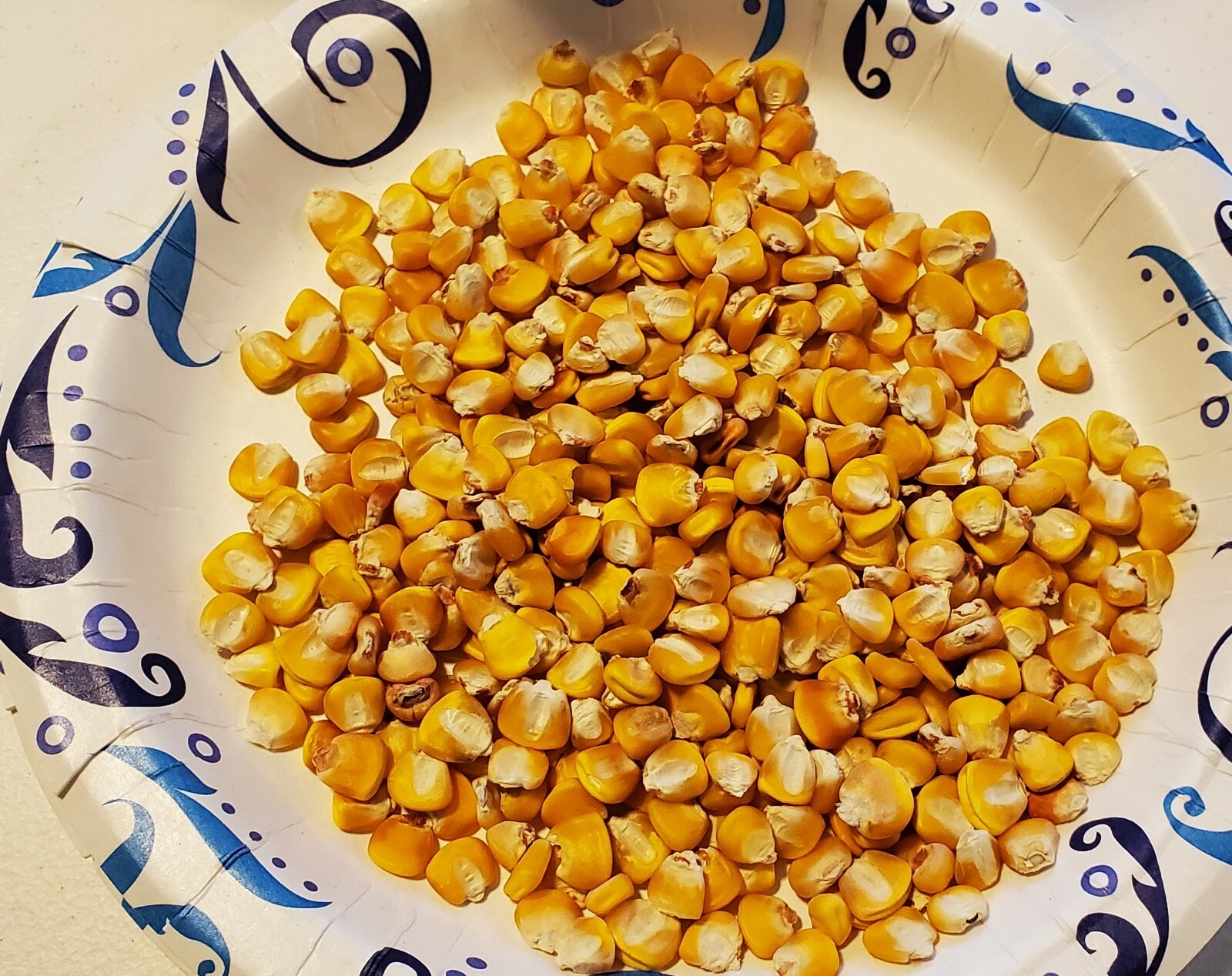 100 Hickory King Yellow Field Corn Seeds Non GMO Heirloom