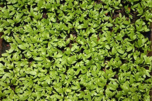 Cress Curled Great For Sprouting Garden Herb By Seed Kingdom 1,000 Seeds