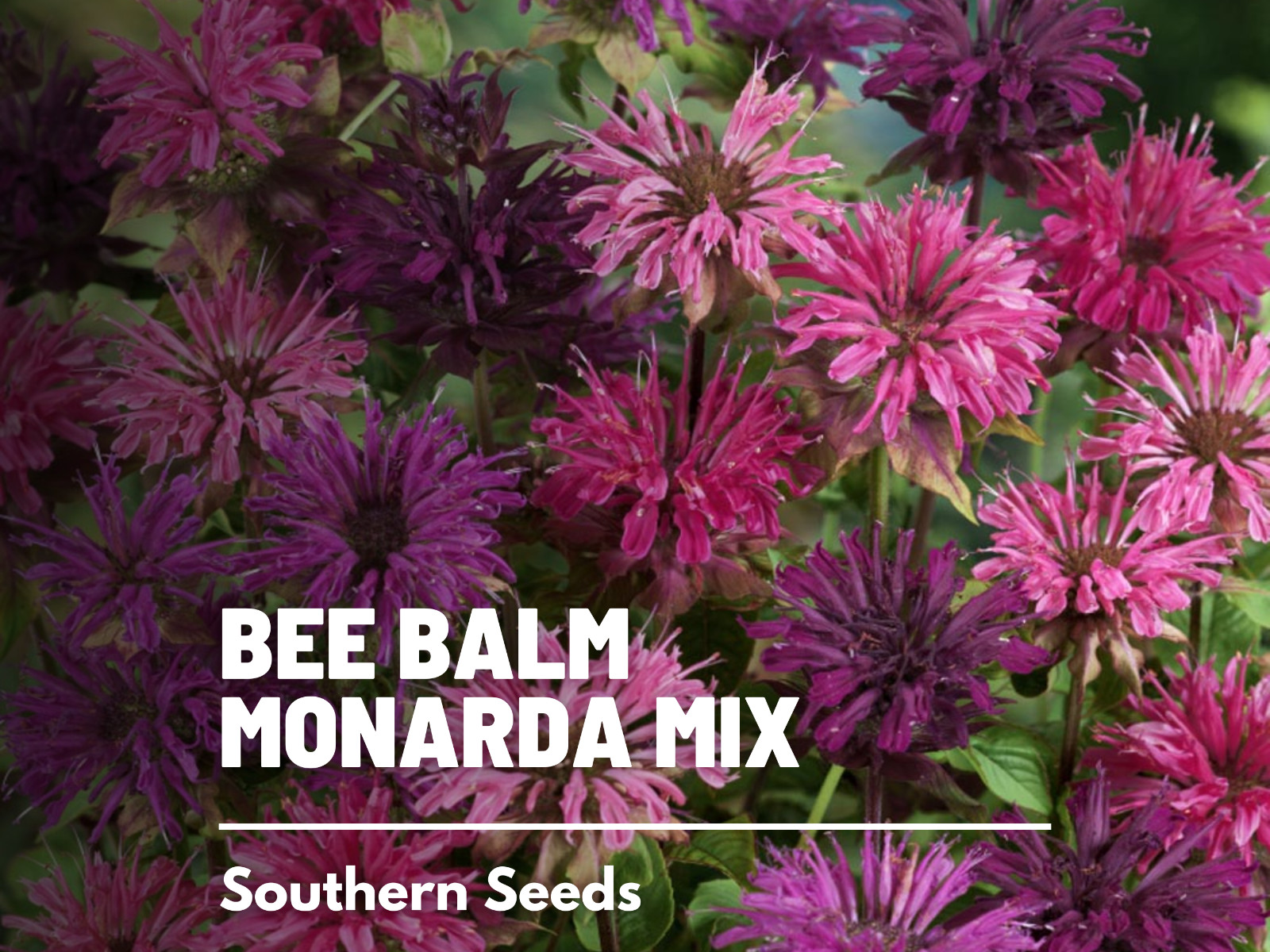 Bee Balm, Monarda Mix – 20 Seeds, Heirloom Herb (Monarda didyma)