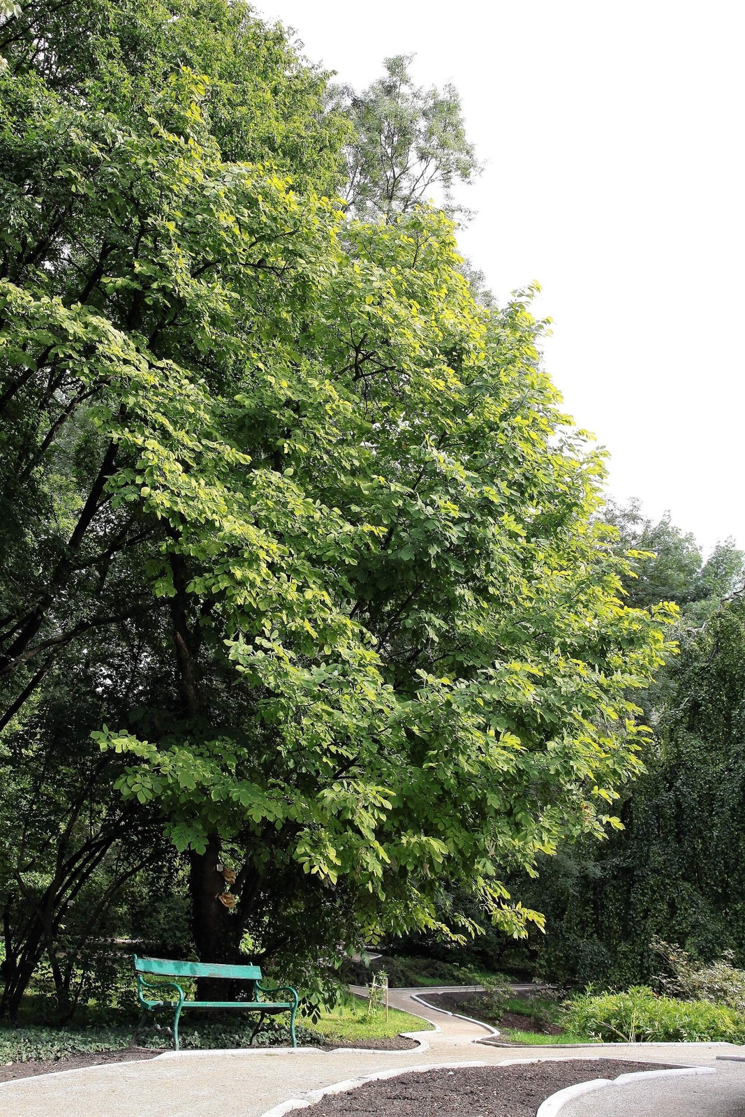 10 YELLOW ASH TREE Kentucky Yellowwood White Flr Cladrastis Lutea Kentukea Seeds