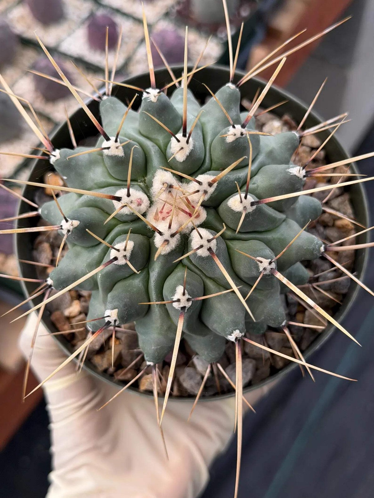 Thelocactus Rinconensis | Seed‑Grown Rare Cactus | Live Plant