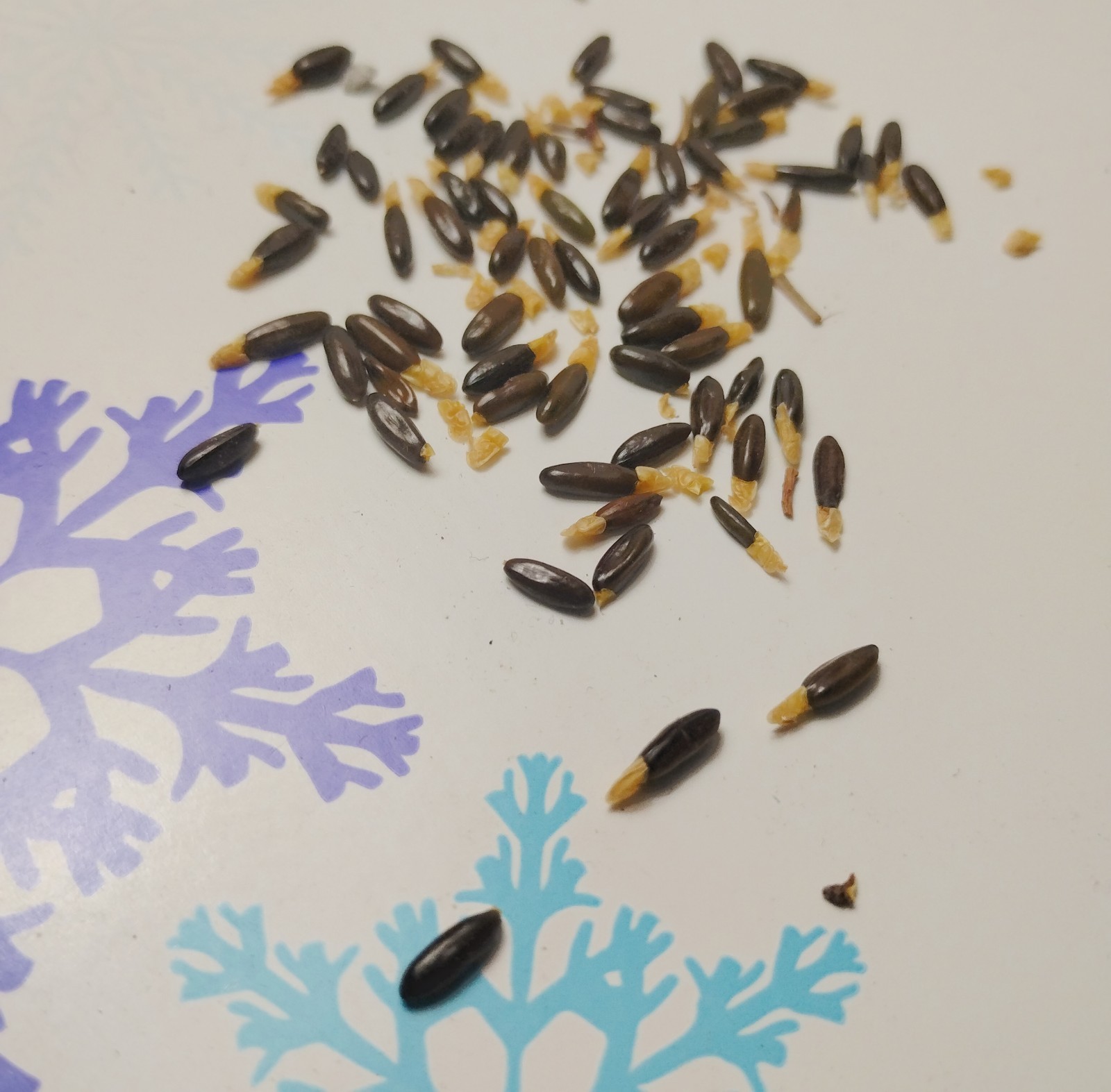 5 Fresh Acacia courtii Seeds (Three Brothers wattle) – Extremely Rare Seeds!