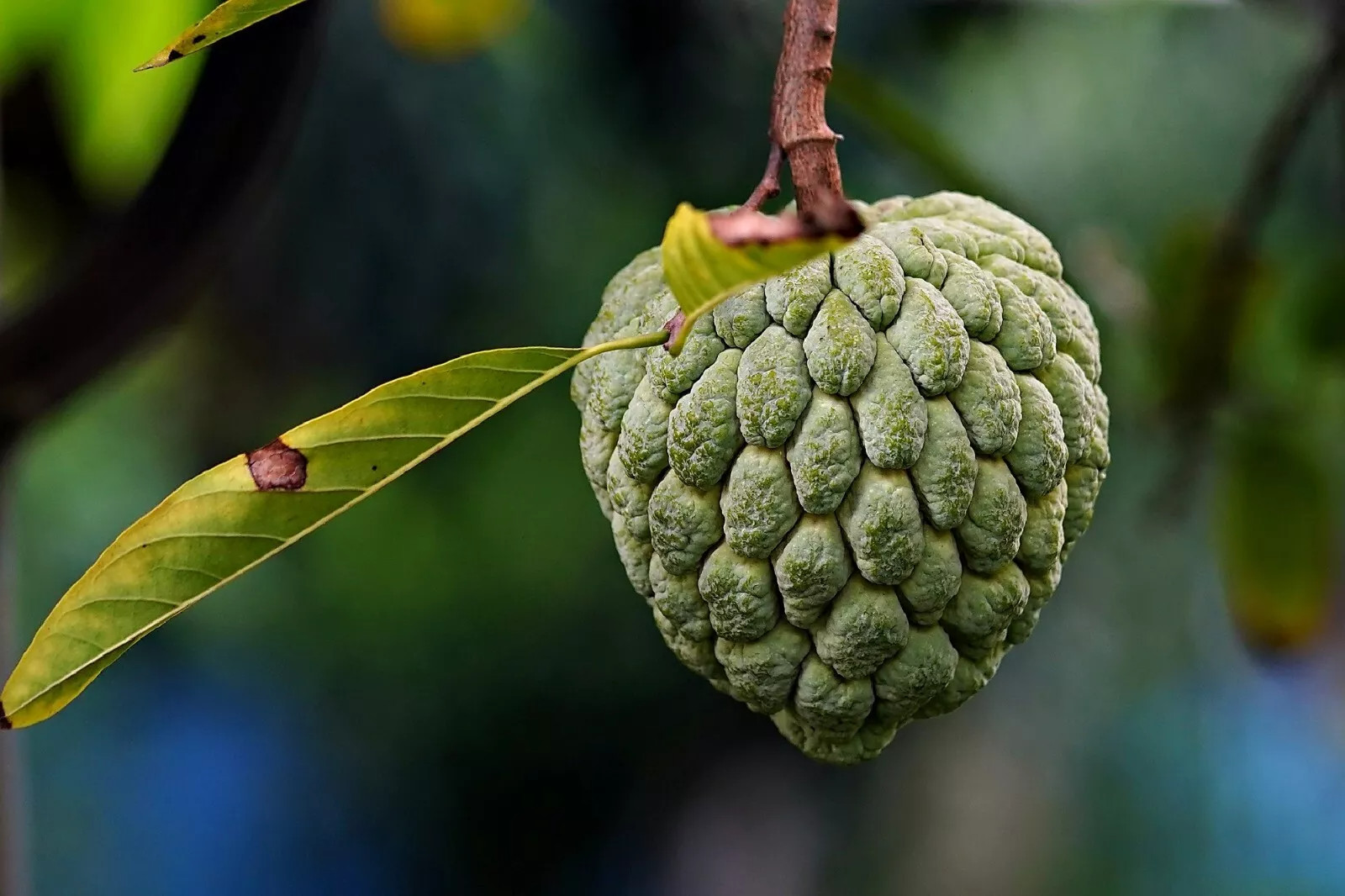 Custard Sugar Apple {Annona Squamosa} 10 Tree Seeds Non-GMO Tropical Fruit Sweet