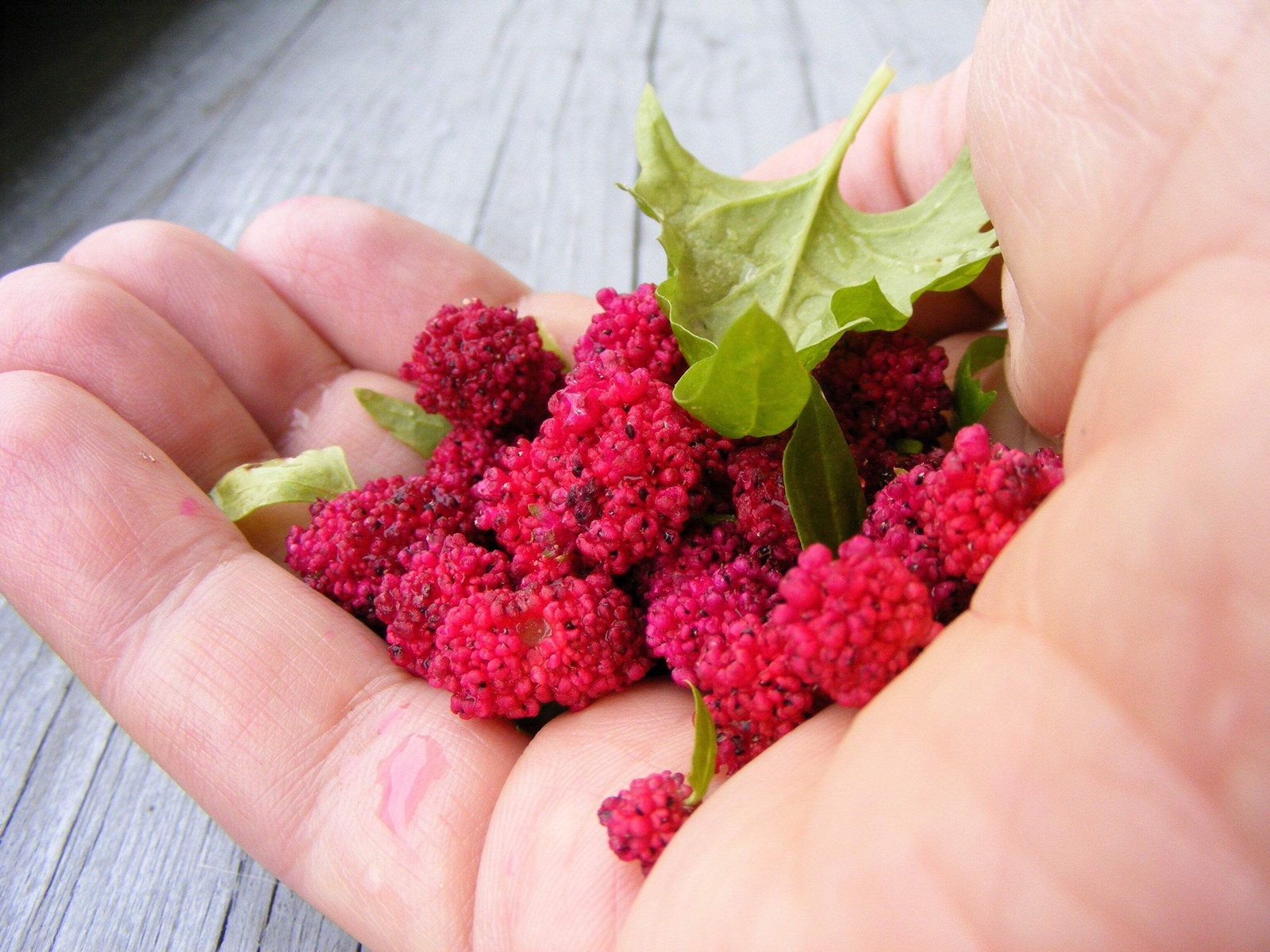 100 STRAWBERRY STICKS / SPINACH Chenopodium Foliosum Fruit Berry Seeds *Comb S/H