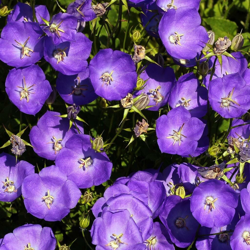 Tussock Bellflower Seeds 500+ Campanula Carpatica Flower USA FREE S&H Perennial