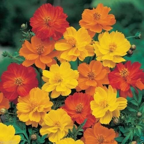 Bright Lights Cosmos 100 Fresh Flower Seeds Free Gift Seeds w/Every Garden Order