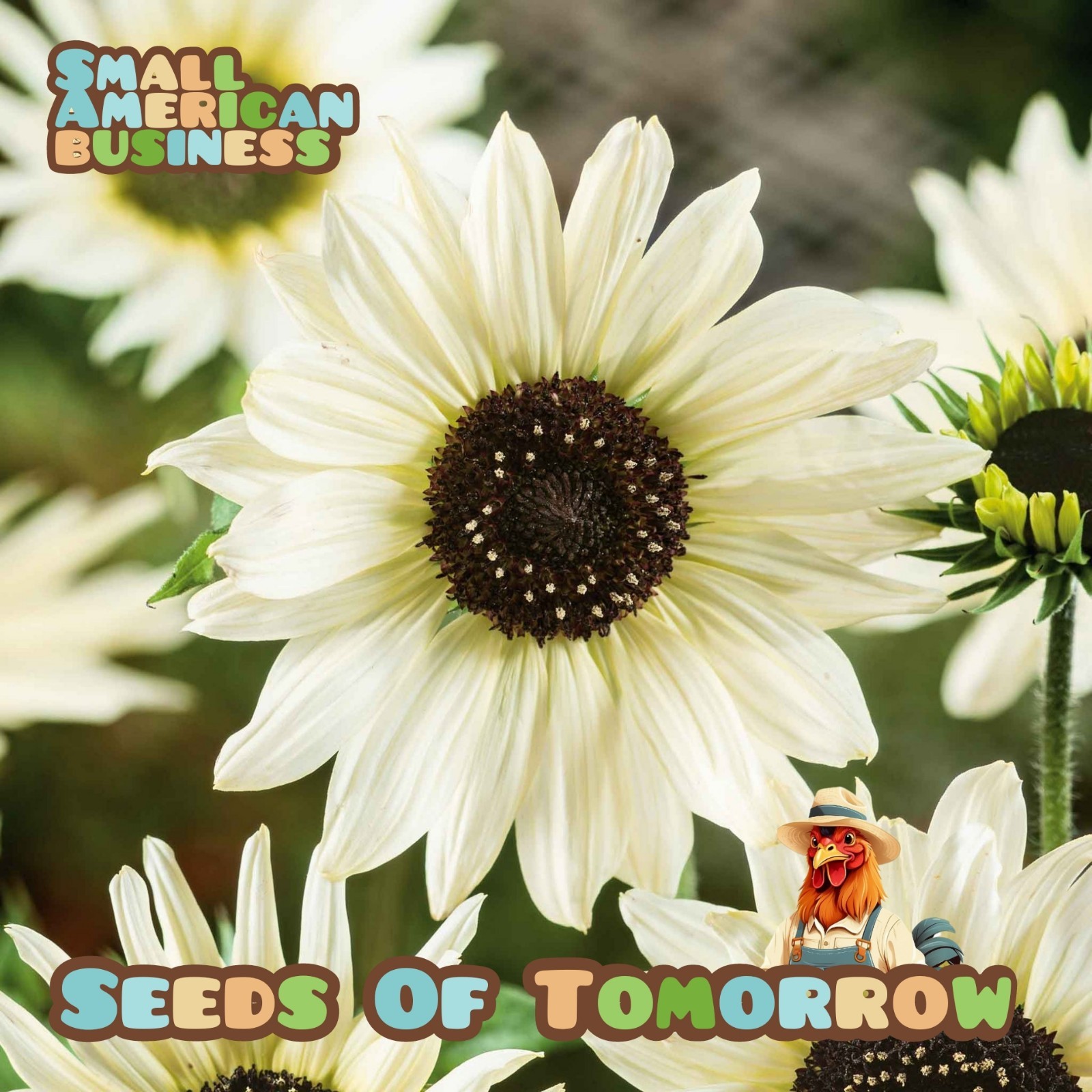 100 Italian White Sunflower Helianthus Seeds-with Bonus! |Non-GMO Heirloom