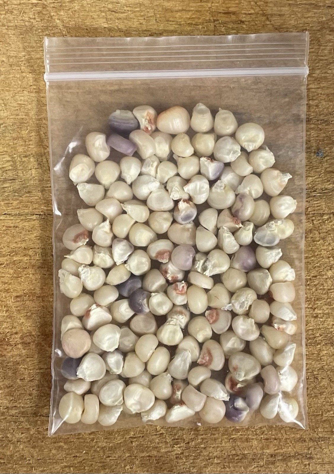 Glass Gem Corn Seeds 1 Oz Bag (125+ seeds) USA Grown Indian Corn Jewel-toned