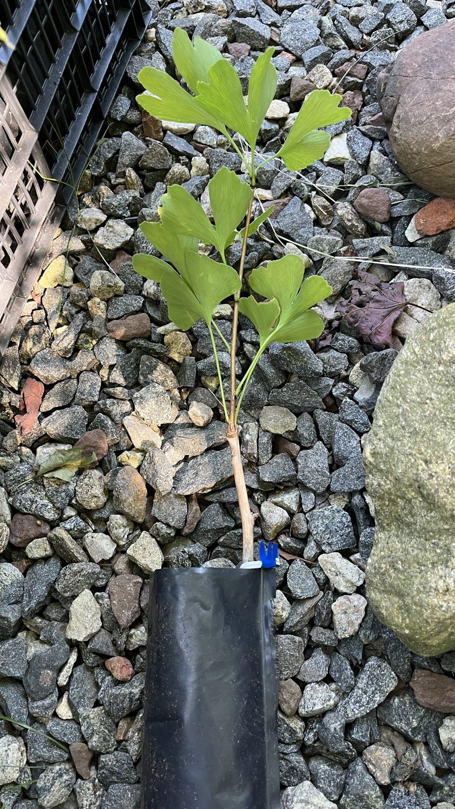 Ginkgo biloba ‘Saratoga’, male, grafted tree 1 year old