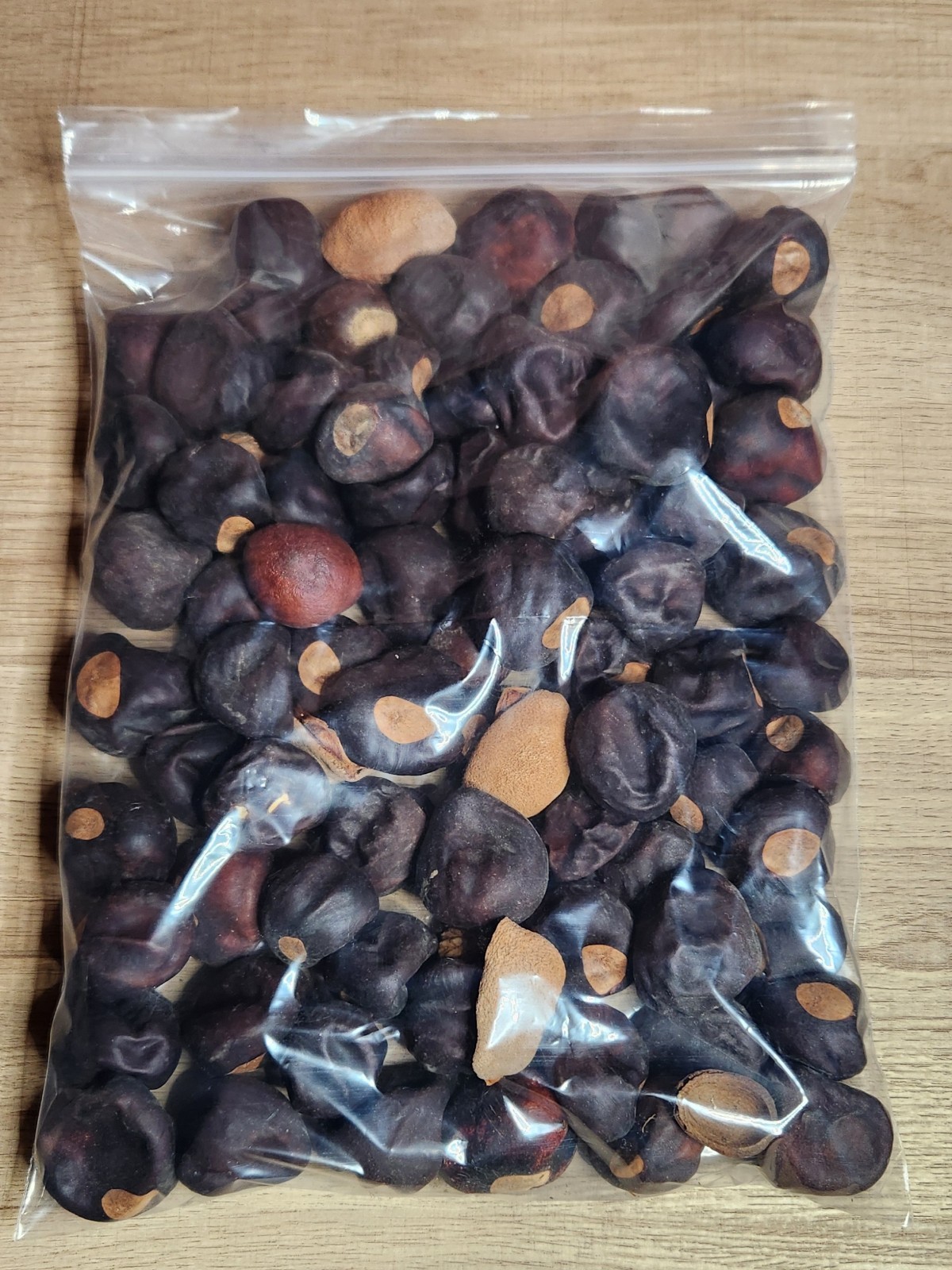 Bag of Buckeye Nuts Dried Seeds Great for Crafting Bag weighs 1# 5 oz abt 50 pcs
