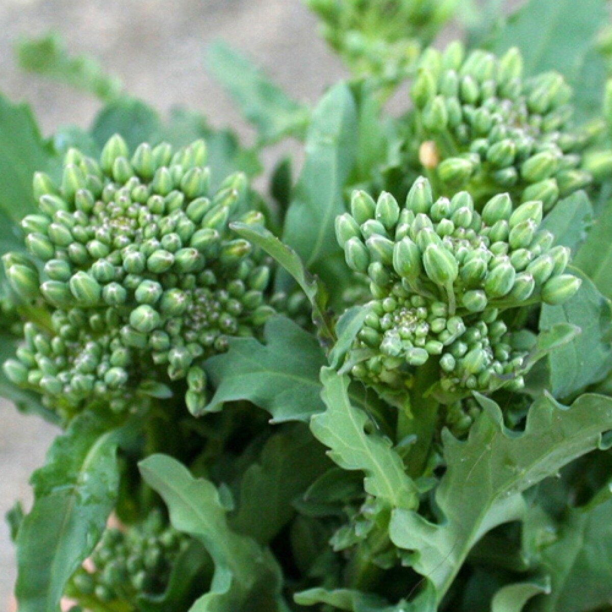Broccoli Raab Seeds 600+ Spring Rapini Vegetable NON-GMO HEIRLOOM FREE SHIPPING