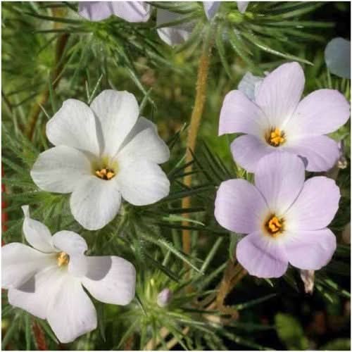 Mountain Phlox Seeds For Planting (Linanthus grandiflorus)
