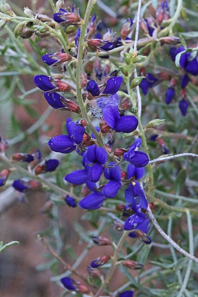 Dalea fremontii | Fremont’s Dalea | 5 Seeds
