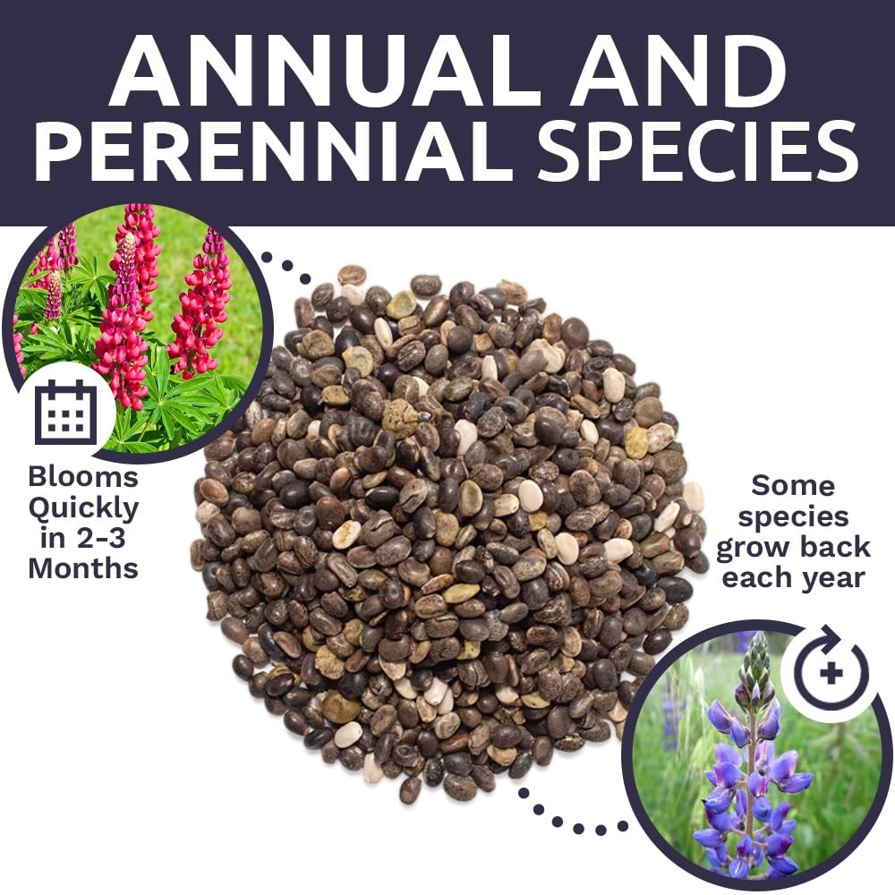 Bulk Lupine Mix Wildflower Seeds, 1/4 Pound Bag, Over 4,500 Annual, Perennial