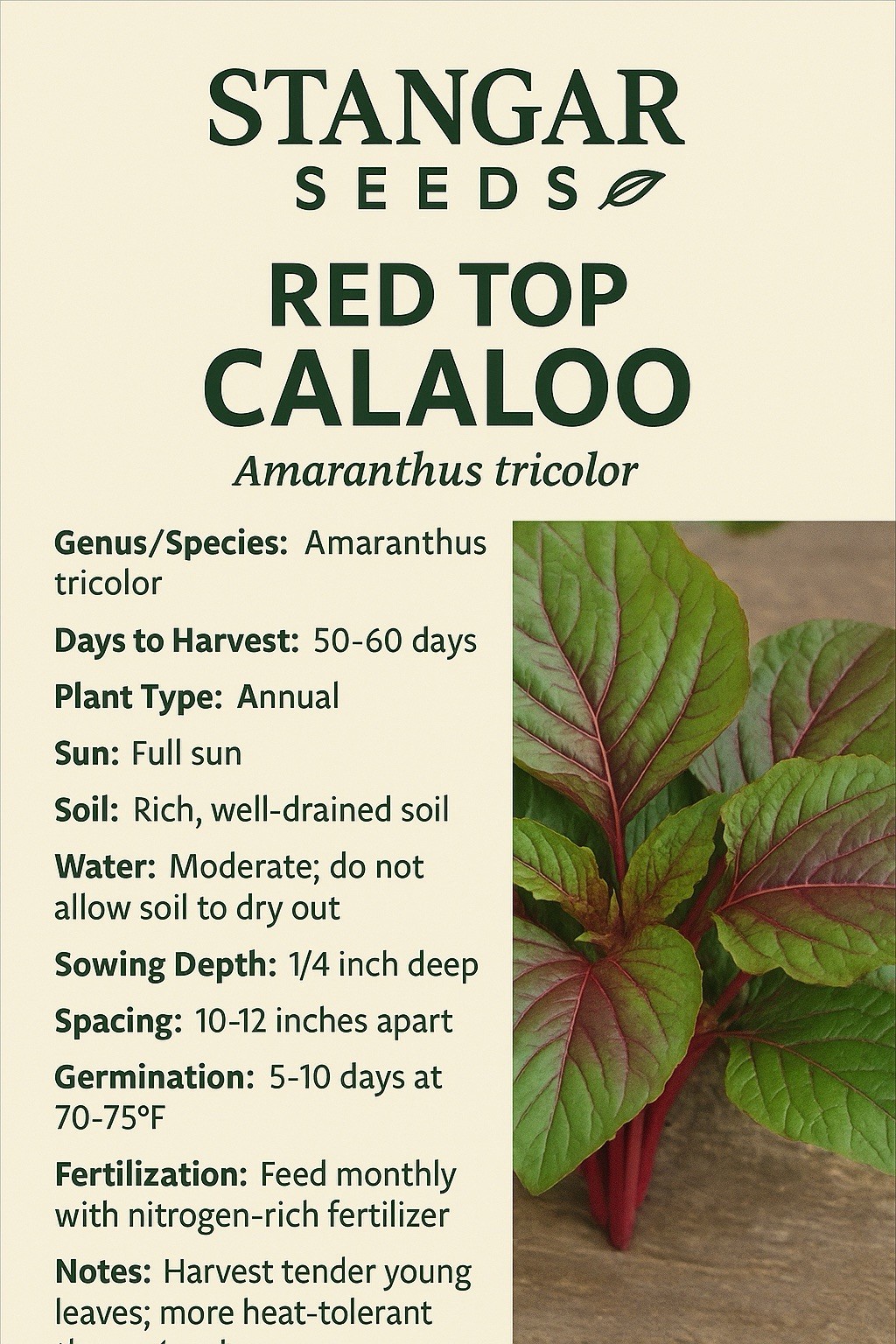 Red Top Calalloo Seeds 100% Organic Heirloom Non GMO Free Shipping