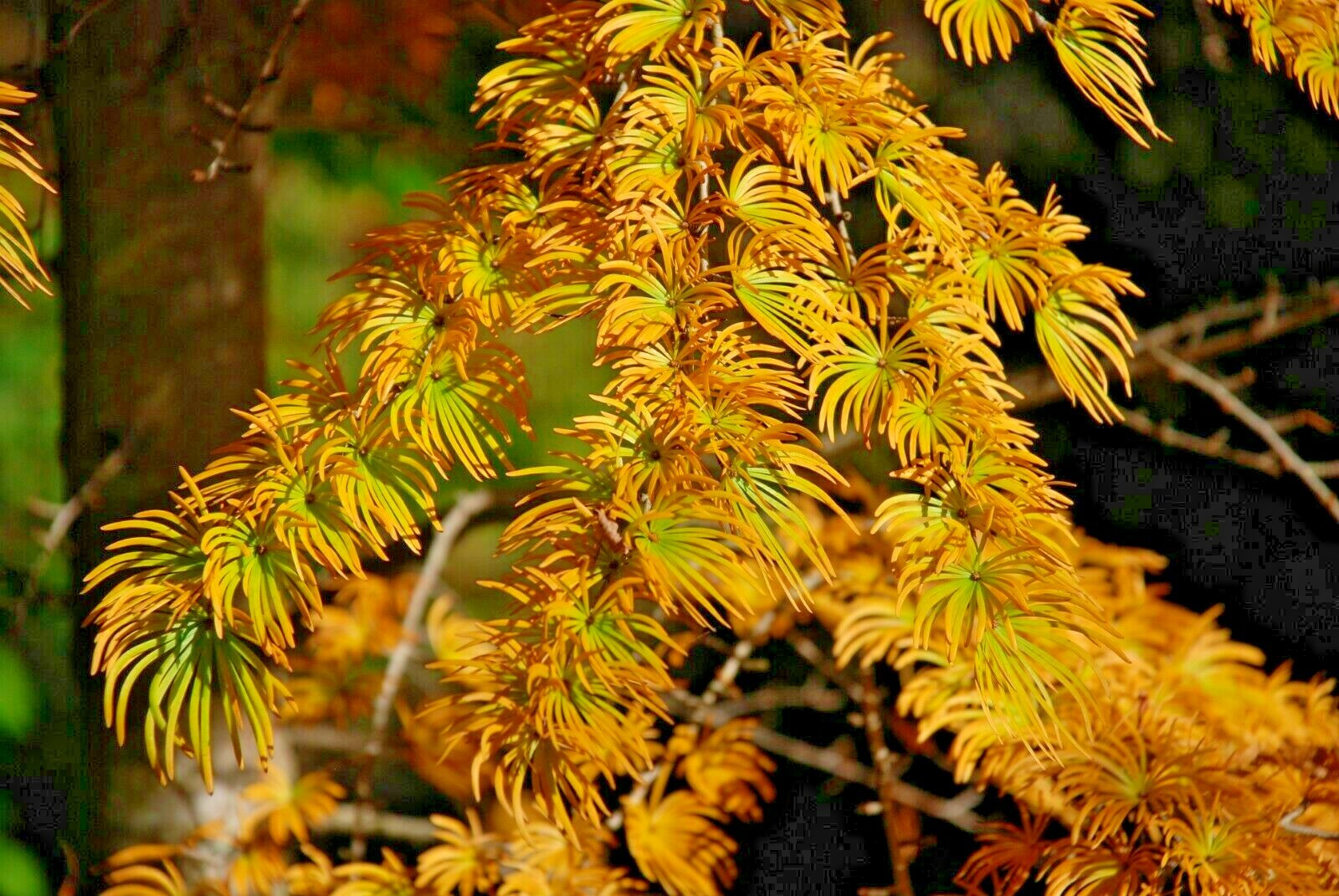12 GOLDEN LARCH SEEDS – Pseudolarix amabilis