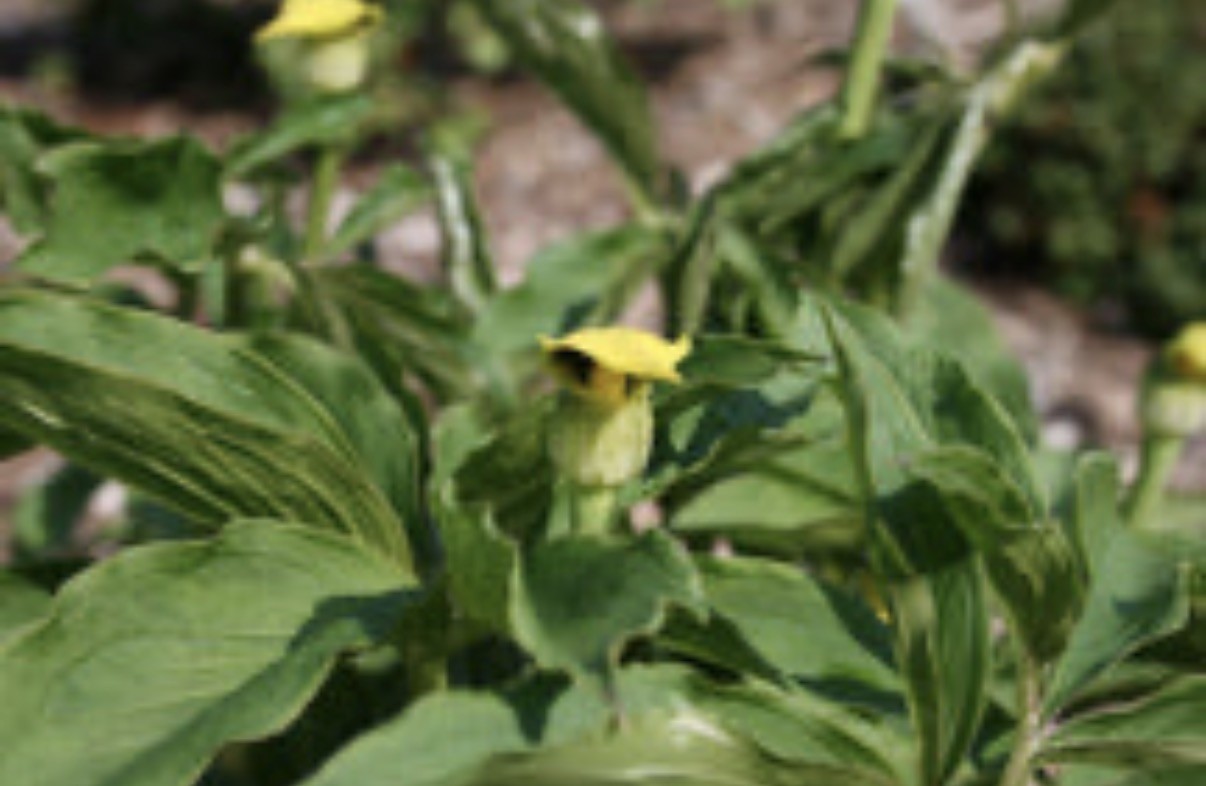 Arisaema flavum 15 Seeds – Yellow Cobra Lily