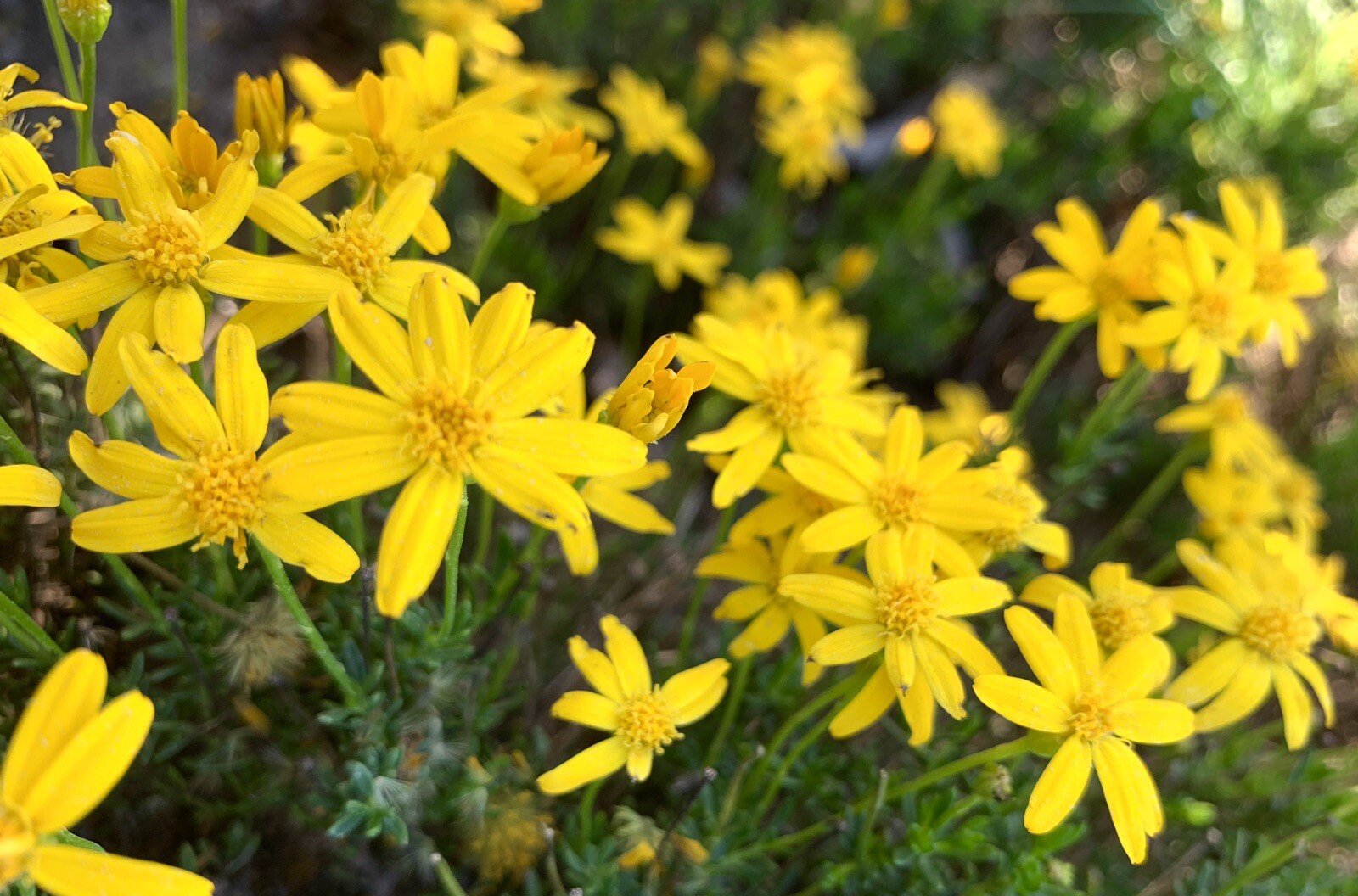 Damianita Daisy, Chrysactinia Mexicana – 100 seeds 2023 – USA