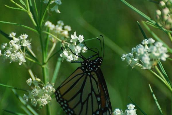 Asclepias verticillata | Whorled Milkweed | Horsetail Milkweed | 50 seeds