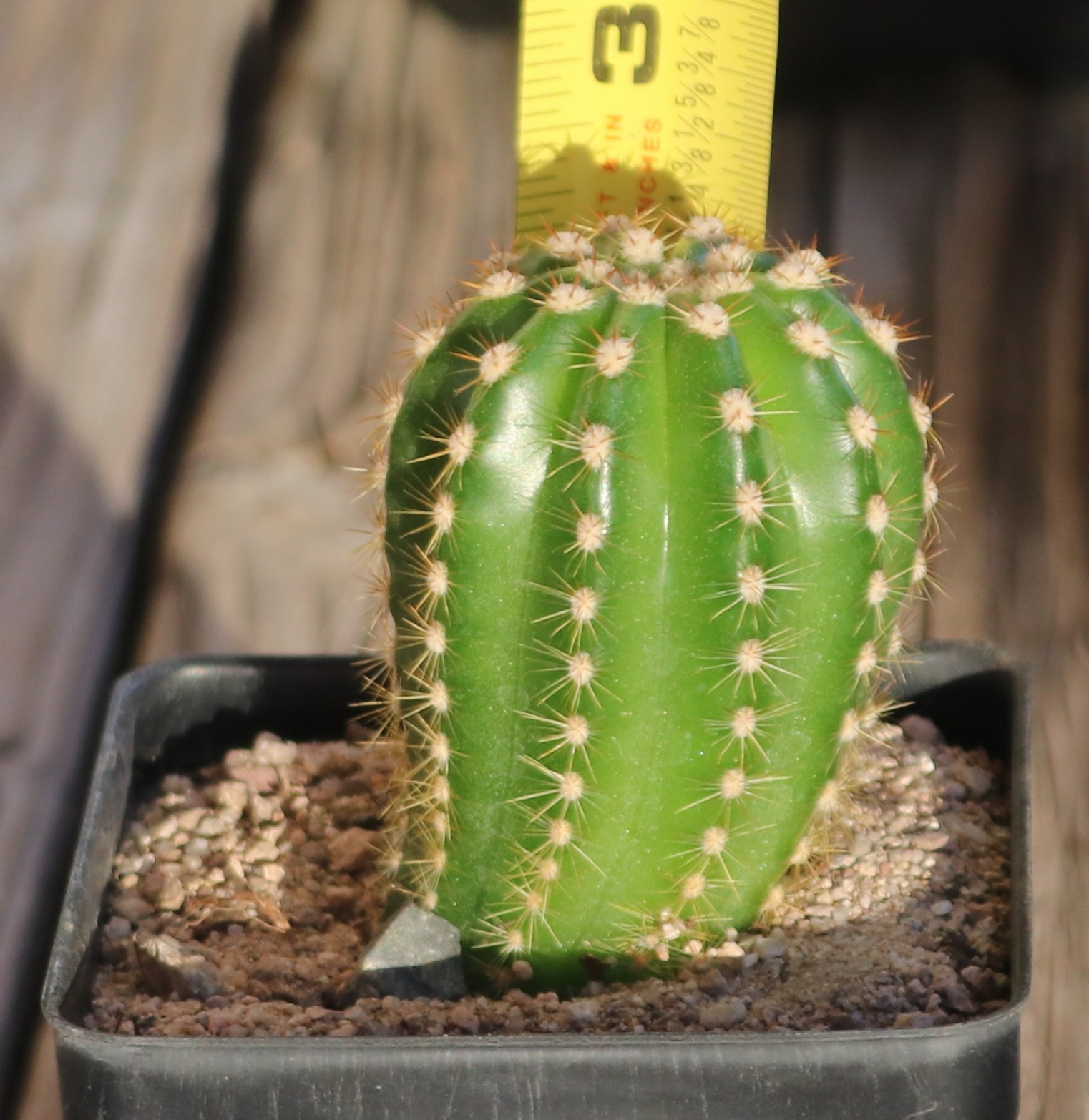 Tricho hybrid ‘Noris’