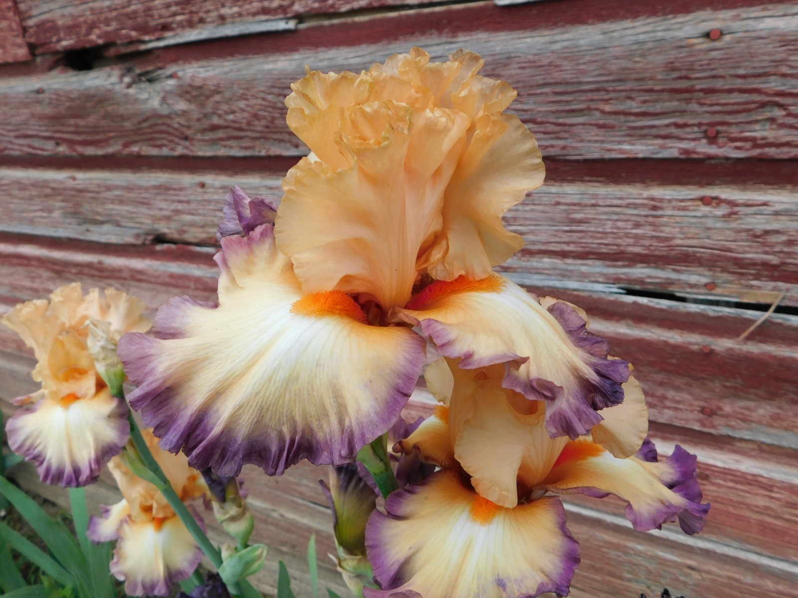 Tall Bearded Iris FOLLOW MY LEAD
