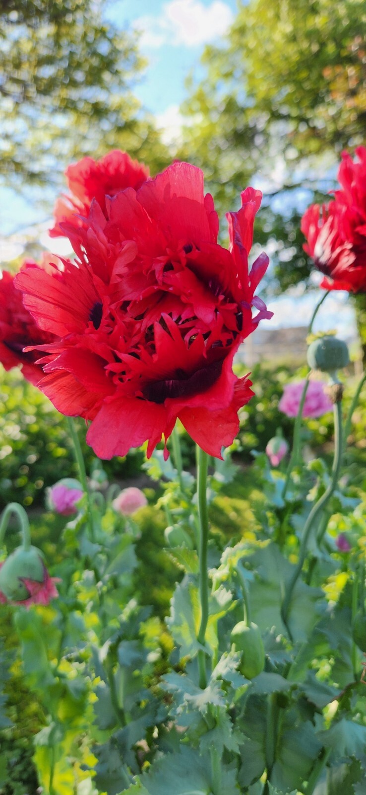 Variety Poppy Seed Mix Papever Somniferum Seeds 1000 Seeds Easy Germinate