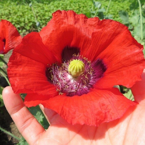 2,500 Papaver orientalis Oriental Perennial Poppy Seeds Organic, Non-GMO US Ship